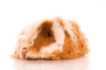 long hair guinea pig