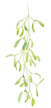 English mistletoe twig with fresh leave and berry using watercolor isolated on white background for winter design greeting card