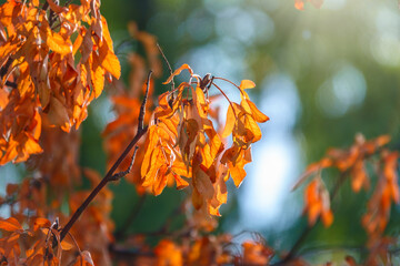 Orange and yellow autumn ash leaves in a forest. Blurred autumn nature background