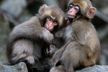 ニホンザル　子供　日本猿