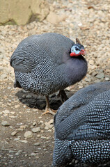 鳥・ホロホロチョウ