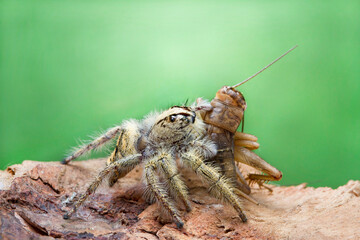 Macro shot Jumping spider hyllus diardi eating cricket