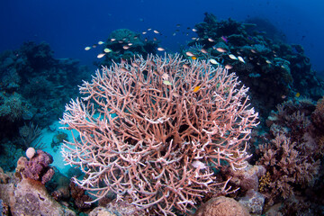 Naklejka na ściany i meble Healthy colorful hard coral on the reef