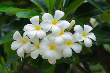 Obraz na płótnie Canvas White plumeria flowers, tropical flowers, fragrant, popularly used as decorative and decorative flowers for inspiration of creativity and holidays.