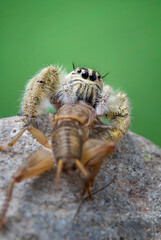 Macro shot Jumping spider hyllus diardi eating cricket