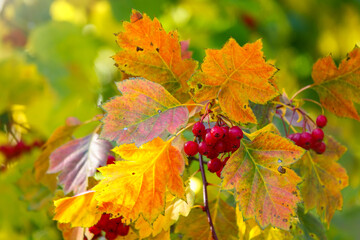 Fototapeta na wymiar Autumn hawthorn branch with red berries and yellow green leaves on a blury background