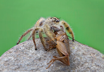 Macro shot Jumping spider hyllus diardi eating cricket