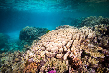Healthy colorful hard coral on the reef