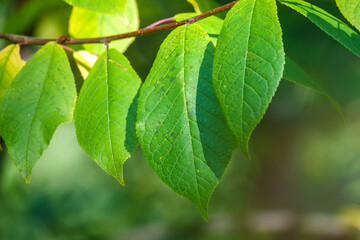 Fototapeta na wymiar Green leaves of a bird cherry with blurred background.