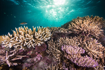 Naklejka na ściany i meble Healthy colorful hard coral on the reef