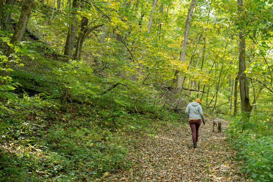 Forest hike in calm early autumn woods with dog on path.  Cool weather outdoor activities, person in wool hat and sweatshirt, weimaraner dog on leash.  Curving path next to a hill in wooded park.