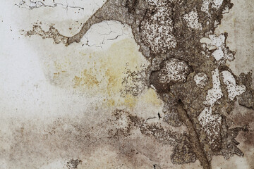 Termite Damage