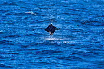 Manta ray jumping