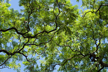 jacaranda against the blue sky