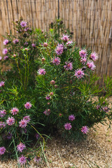 native Australian isopogon candy cone plant with pink flowers outdoor in sunny backyard