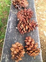 close up view of dried pine tree flowers can be used for home decoration