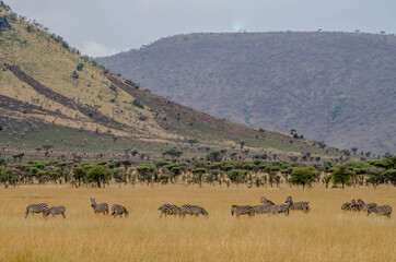 Fototapeta na wymiar Zebra graze in a field in the Seringeti, Tanzania, Africa