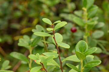 healthy, natural, organic red cranberries with plants in the forest in summer,autumn