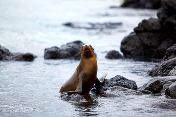 Sea lion colony