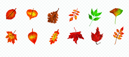 watercolor autumn leaves vector and png. Fall leaves set. each leave is separated. Can be used to make any card, frame, invitation card, t shirt design with watercolor fall leaves. 