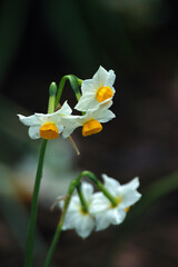 越前三国・越前スイセン