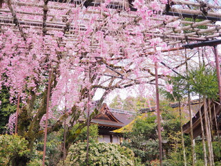 上賀茂神社の桜