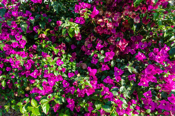 Close-up view Bougainvillea tree with flowers. Blooming Bougainvillea flowers background.	