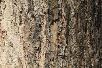 Obraz premium Old tree wood texture background in a tropical forest