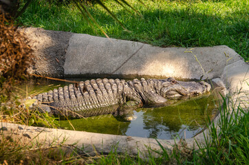 Alligator at the Zoo in Oakland.