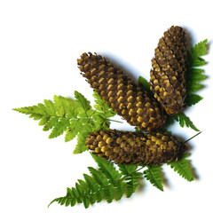 Conifers and fern leaves.