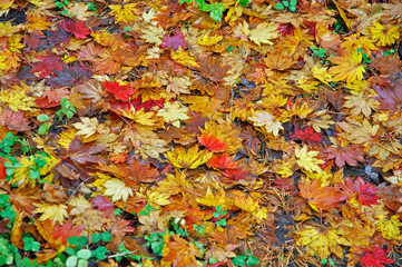 晩秋の角館・楓色なす