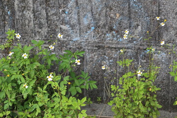 コセンダングサ