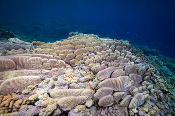 Healthy, colorful corals on the Reef