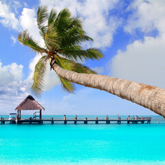 Palm tree in tropical perfect beach