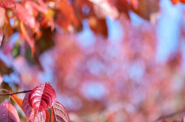 Blazing with hot colors, but already withering leaves of a plum tree in the garden in autumn. ...