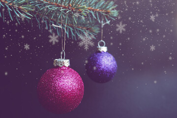 pink and lilac round shiny New Year's toys hang on a green spruce branch on a black background with white snowflakes.  christmas background