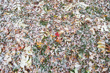 Background image. The first snow covered the fallen colored leaves and green grass.