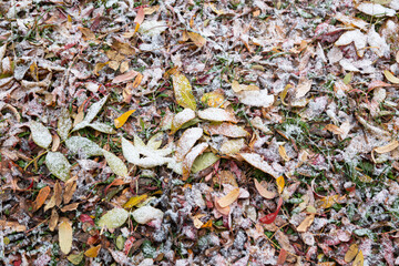 Background image. The first snow covered the fallen colored leaves and green grass.