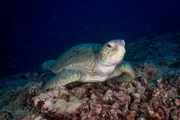 A large Green Sea turtle sits on the reef