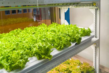 Organic hydroponic vegetable grow with LED Light Indoor farm,Agriculture Technology