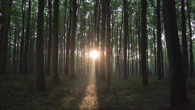 Beautiful hallerbos forest in belgium. Sunset moment with beams between the tall trees. amazing and magic time at the woods.