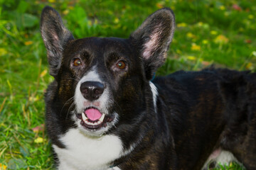 Pet dog Royal black Corgi, head close-up on green grass background
