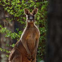 Eastern Grey Kangaroo caught in a sun ray in a pine forest