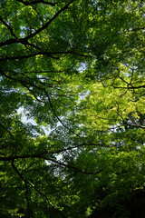 常寂光寺の新緑