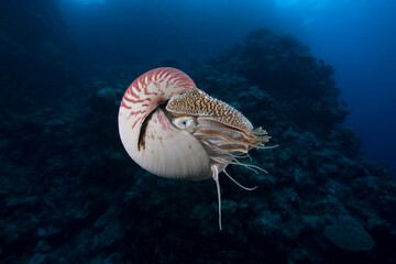 A deep sea Nautilus swims close to a reef