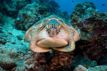 Naklejka na ściany i meble A Green Sea Turtle sits on the reef