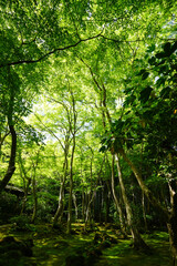 常寂光寺の新緑