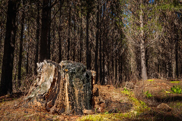 Burnt pine stump in a pine forest