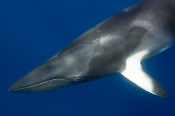 Fototapeta premium A large Minke Whale swims close to the surface