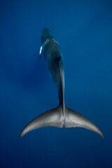 A large Minke Whale swims close to the surface